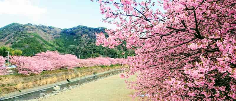 静岡デートドライブツーリングでみられる河津桜満開